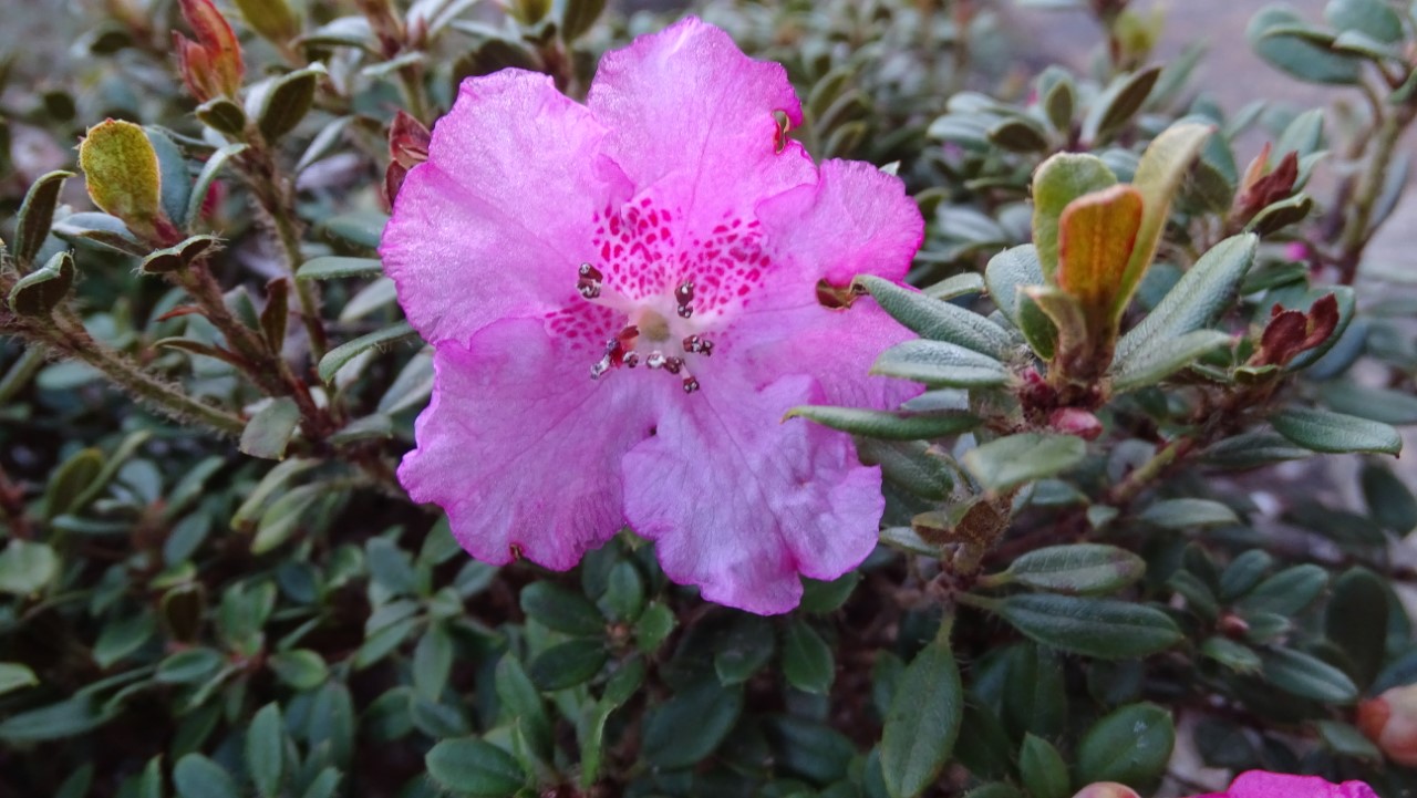 R. dendrocharis